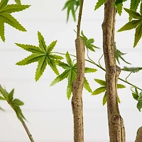 Green Maple Tree in White Planter
