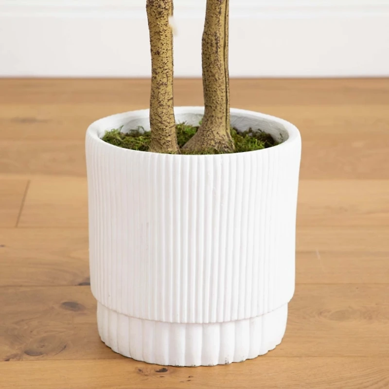 Green Maple Tree in White Planter
