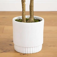 Green Maple Tree in White Planter