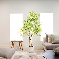 Green Maple Tree in White Planter