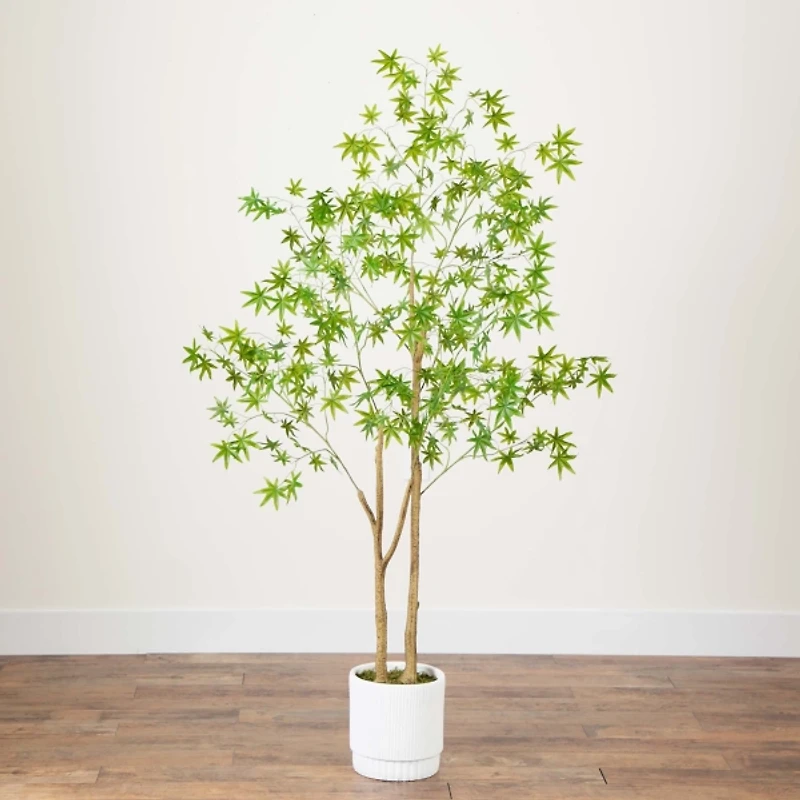 Green Maple Tree in White Planter