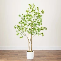 Green Maple Tree in White Planter