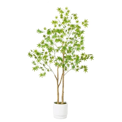 Green Maple Tree in White Planter