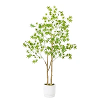 Green Maple Tree in White Planter