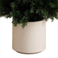 Cedar Tree in White Pot, 5 ft.