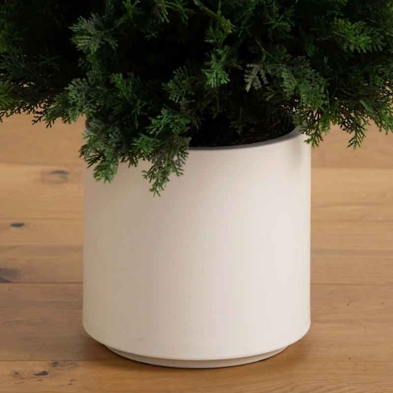 Cedar Tree in White Pot, 5 ft.