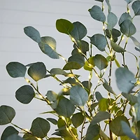 Pre-Lit Warm LED Eucalyptus Plant, 6 ft.