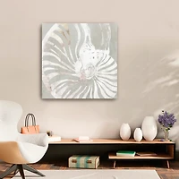 Seashell Close Up Canvas Art Print