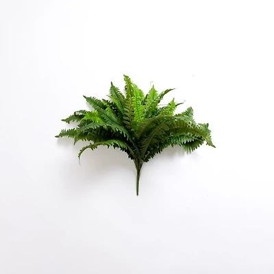 UV Estate Boston Fern