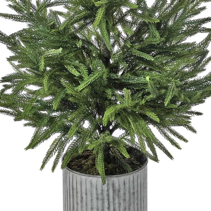 Norfolk Pine Arrangement in Galvanized Planter