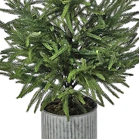 Norfolk Pine Arrangement in Galvanized Planter
