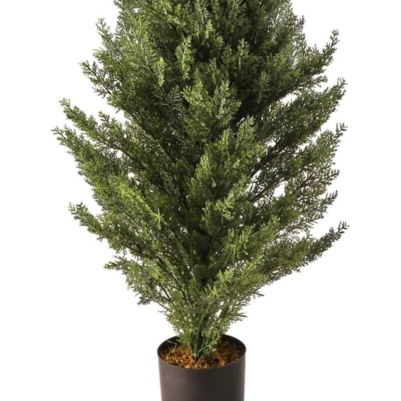 Potted Arborvitae Christmas Tree