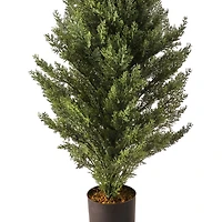 Potted Arborvitae Christmas Tree