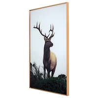 Buck Framed Tempered Glass Art Print