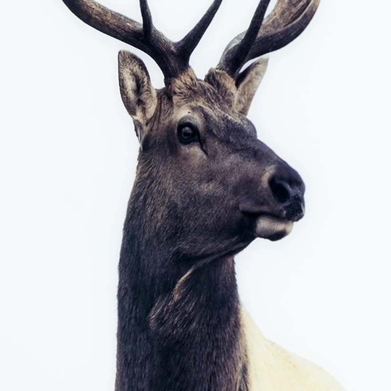 Buck Framed Tempered Glass Art Print