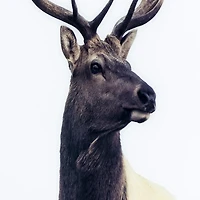 Buck Framed Tempered Glass Art Print