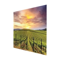 Grapevines Tempered Glass Art Print
