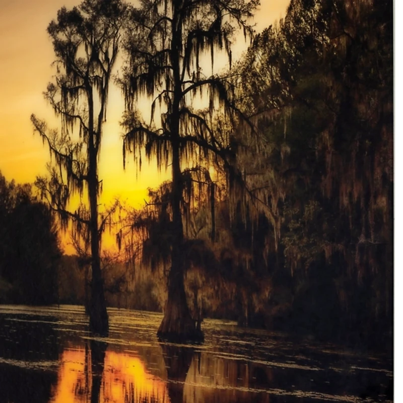 Cypress Tree Sunrise Tempered Glass Art Print