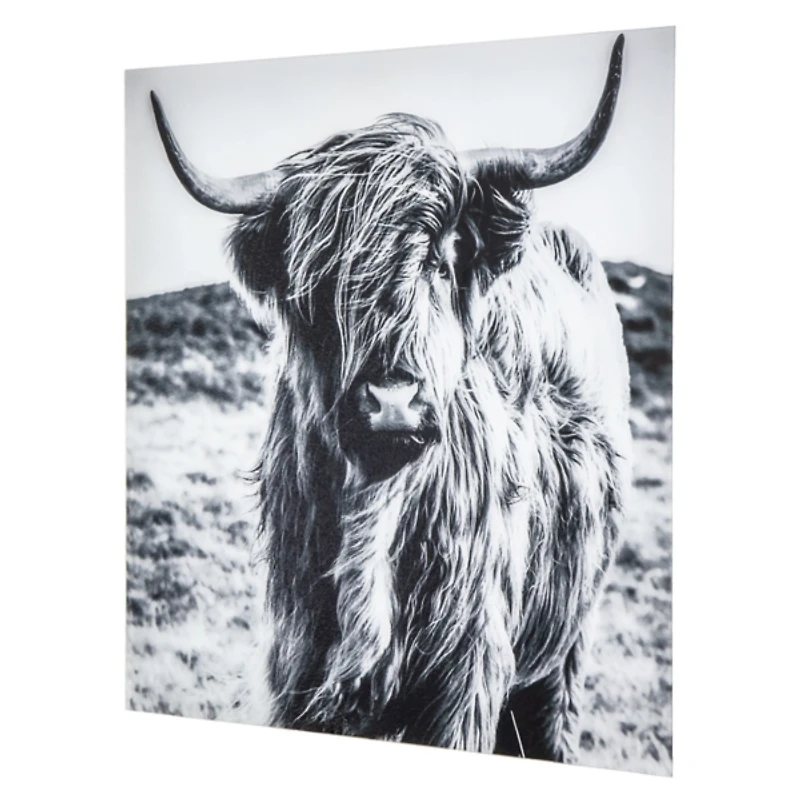 Highland Cow Tempered Glass Art Print