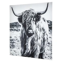 Highland Cow Tempered Glass Art Print