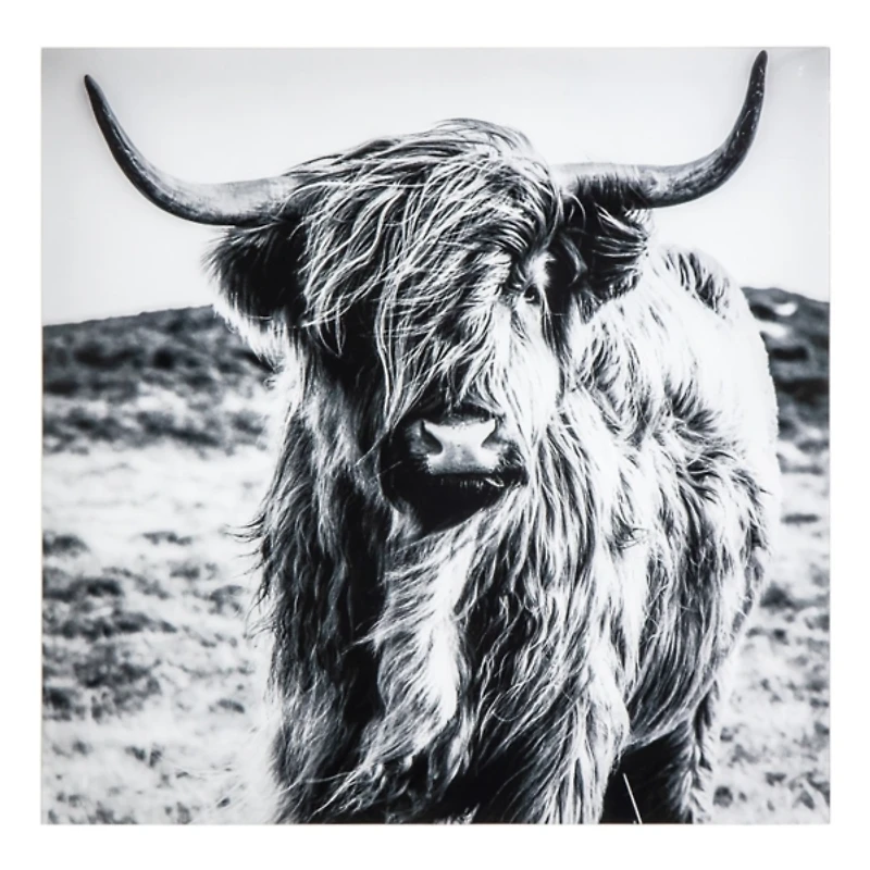 Highland Cow Tempered Glass Art Print