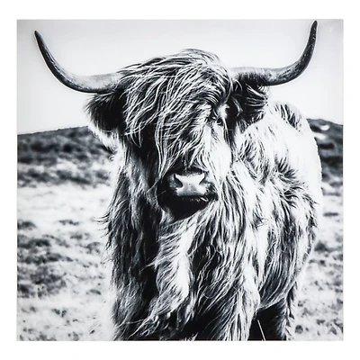 Highland Cow Tempered Glass Art Print