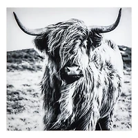 Highland Cow Tempered Glass Art Print