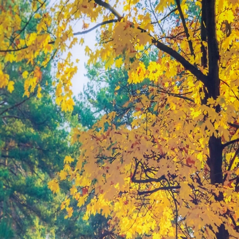 Abscission Path Tempered Glass Art Print