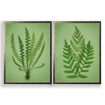 Vintage Green Ferns II Framed Art Prints, Set of 2