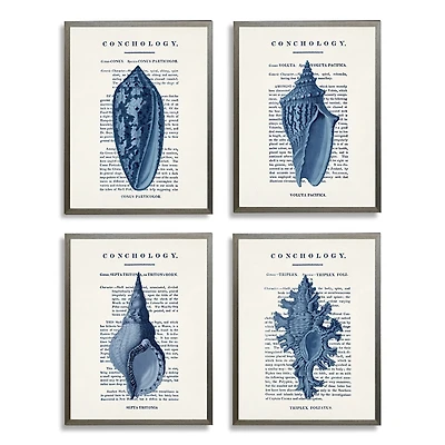 Vintage Blue Shells Framed Art Prints, Set of 4