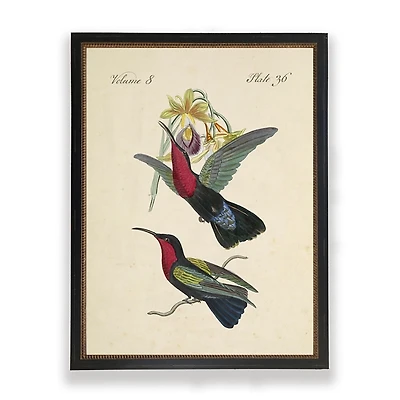 Green & Red Vintage Hummingbirds Framed Art Print