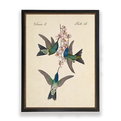 Vintage Hummingbird Trio Framed Art Print