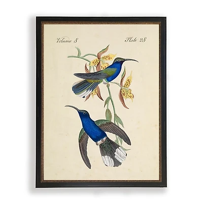 Blue and Green Hummingbird Pair Framed Art Print