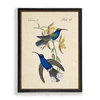 Blue and Green Hummingbird Pair Framed Art Print