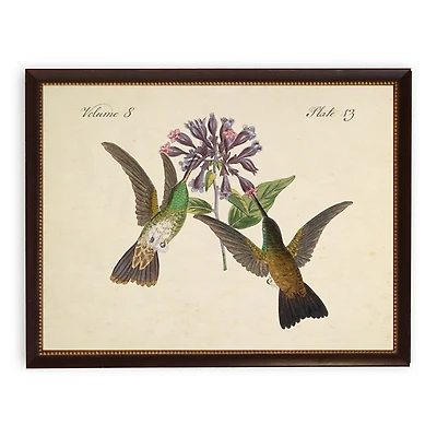 Vintage Hummingbirds on Plumeria Framed Art Print