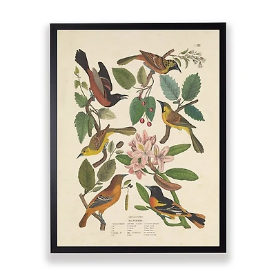 Vintage Oriole Birds Framed Art Print