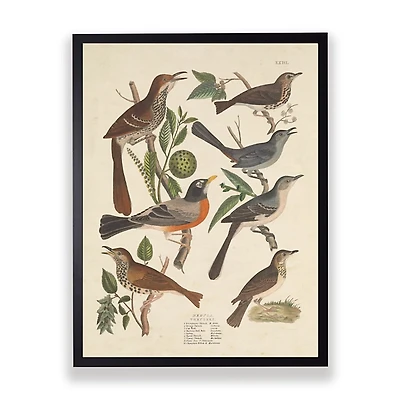 Vintage Thrush Birds Framed Art Print