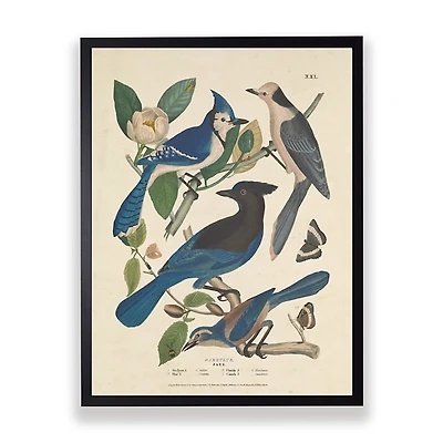 Vintage Blue Jays Birds Framed Art Print