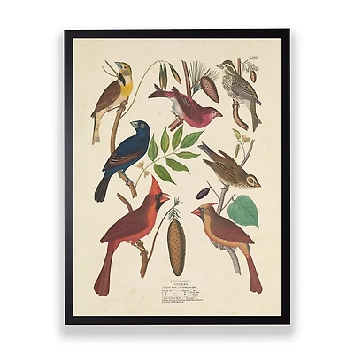 Vintage Finch Birds Framed Art Print