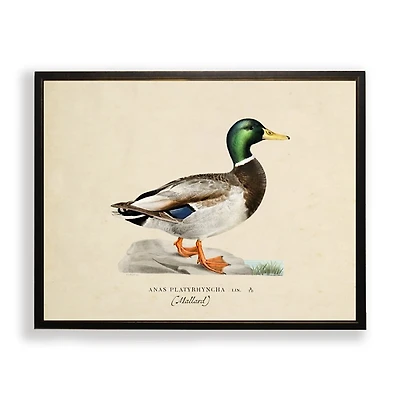 Vintage Male Mallard Duck Framed Art Print