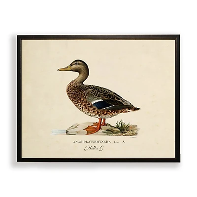 Vintage Female Mallard Duck Framed Art Print