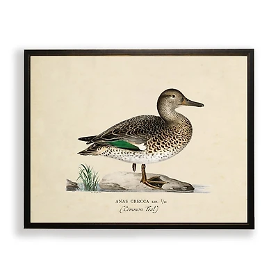 Vintage Common Teal Duck Framed Art Print