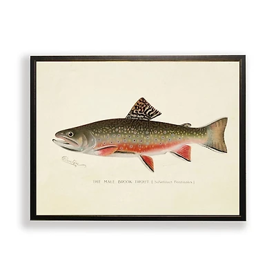 Vintage Male Book Trout Framed Art Print