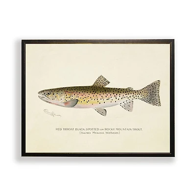 Vintage Rocky Mountain Trout Framed Art Print