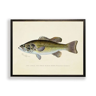 Vintage Large Mouthed Bass Framed Art Print