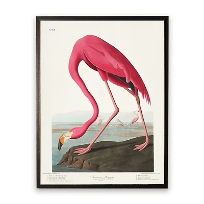 Vintage Flamingo Bookplate Framed Art Print