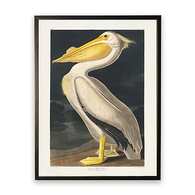 Vintage American White Pelican Framed Art Print