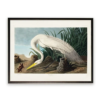 Vintage White Heron With Lizard Framed Art Print