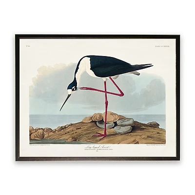 Vintage Long Legged Avocet Framed Art Print