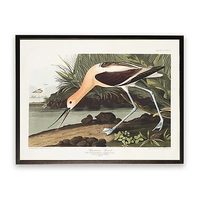 Vintage American Avocet Bookplate Framed Art Print